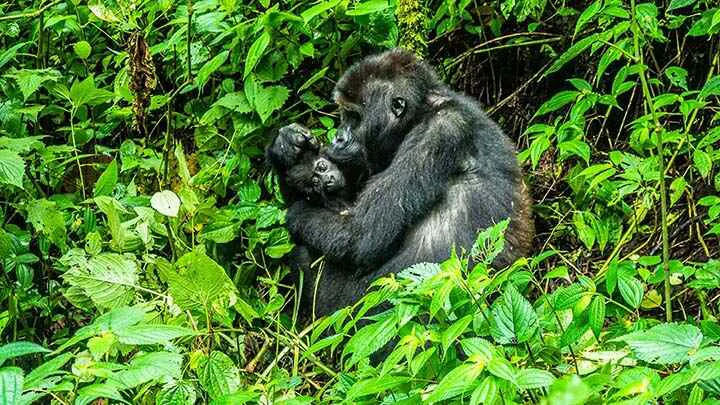 Lowland gorilla Kahuzi header